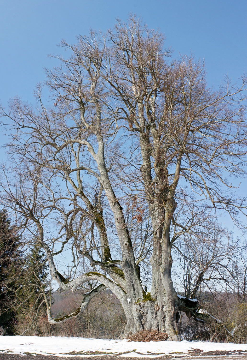Tilia cordata - Ettlenschieß - März 2013