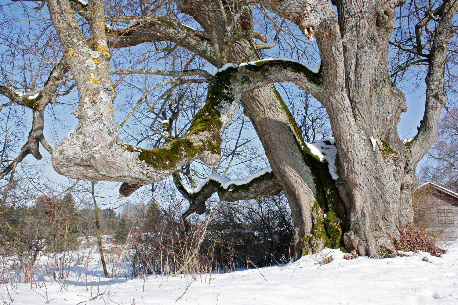 Tilia cordata - Ettlenschieß - März 2013