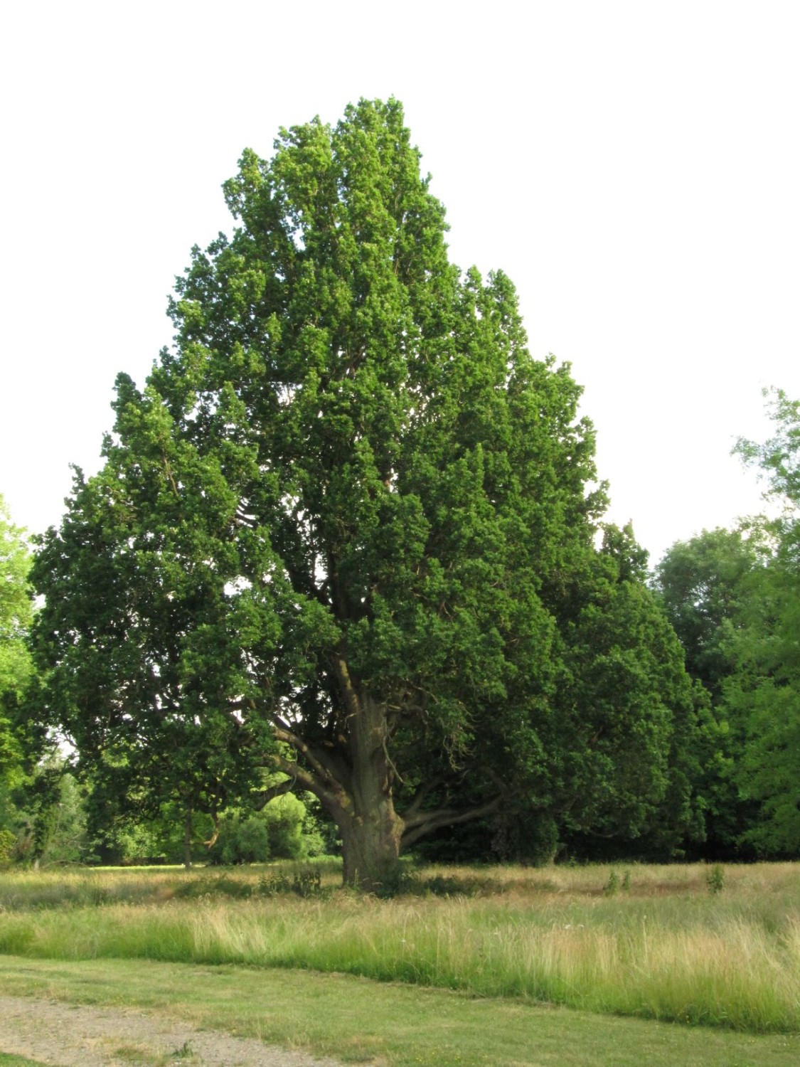 Quercus robur Fastigiata-Gruppe - Seggerde - 2021