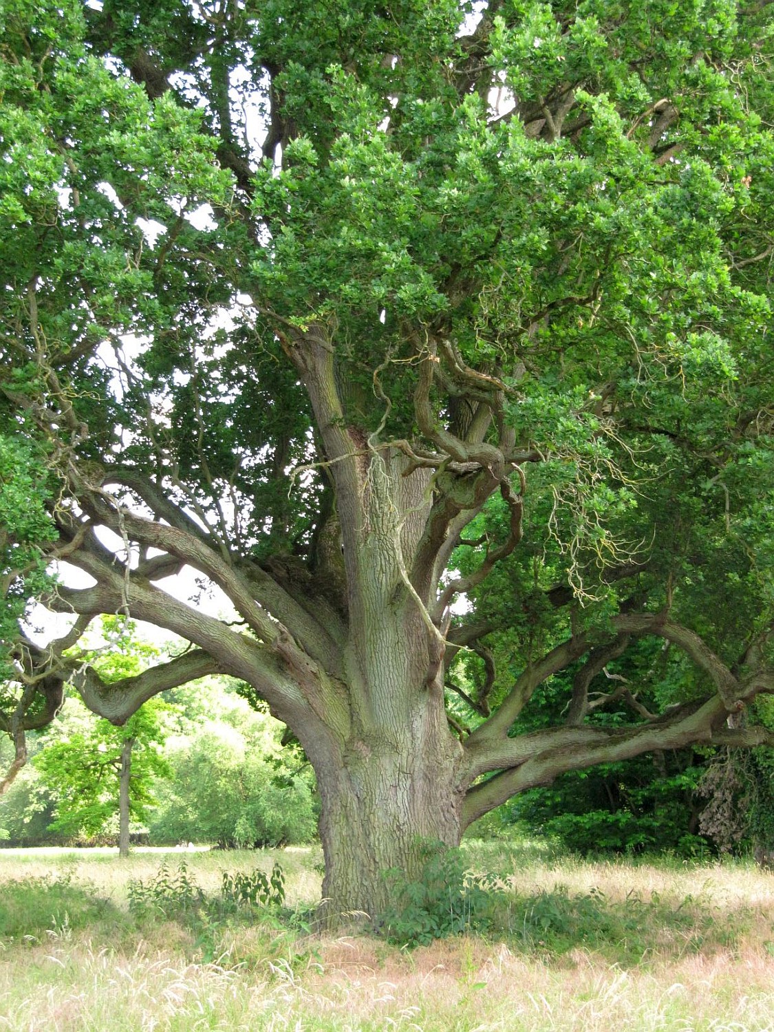 Quercus robur Fastigiata-Gruppe - Seggerde - 2021