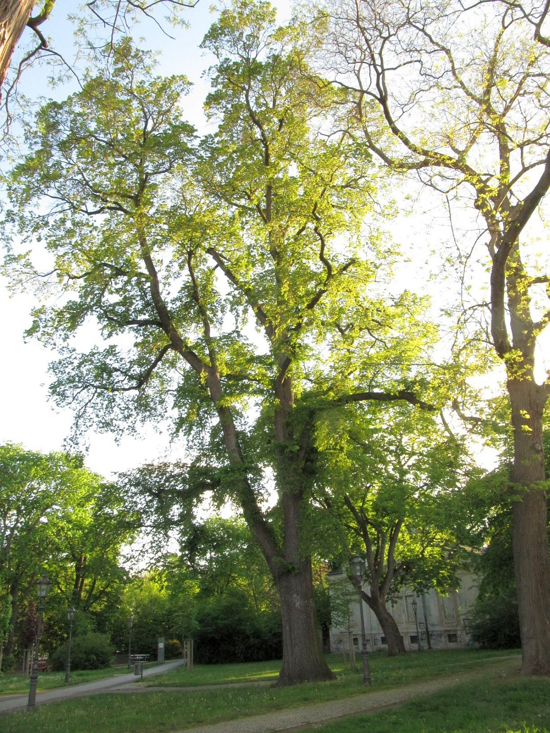 Ulmus × hollandica - Aschersleben - 2021