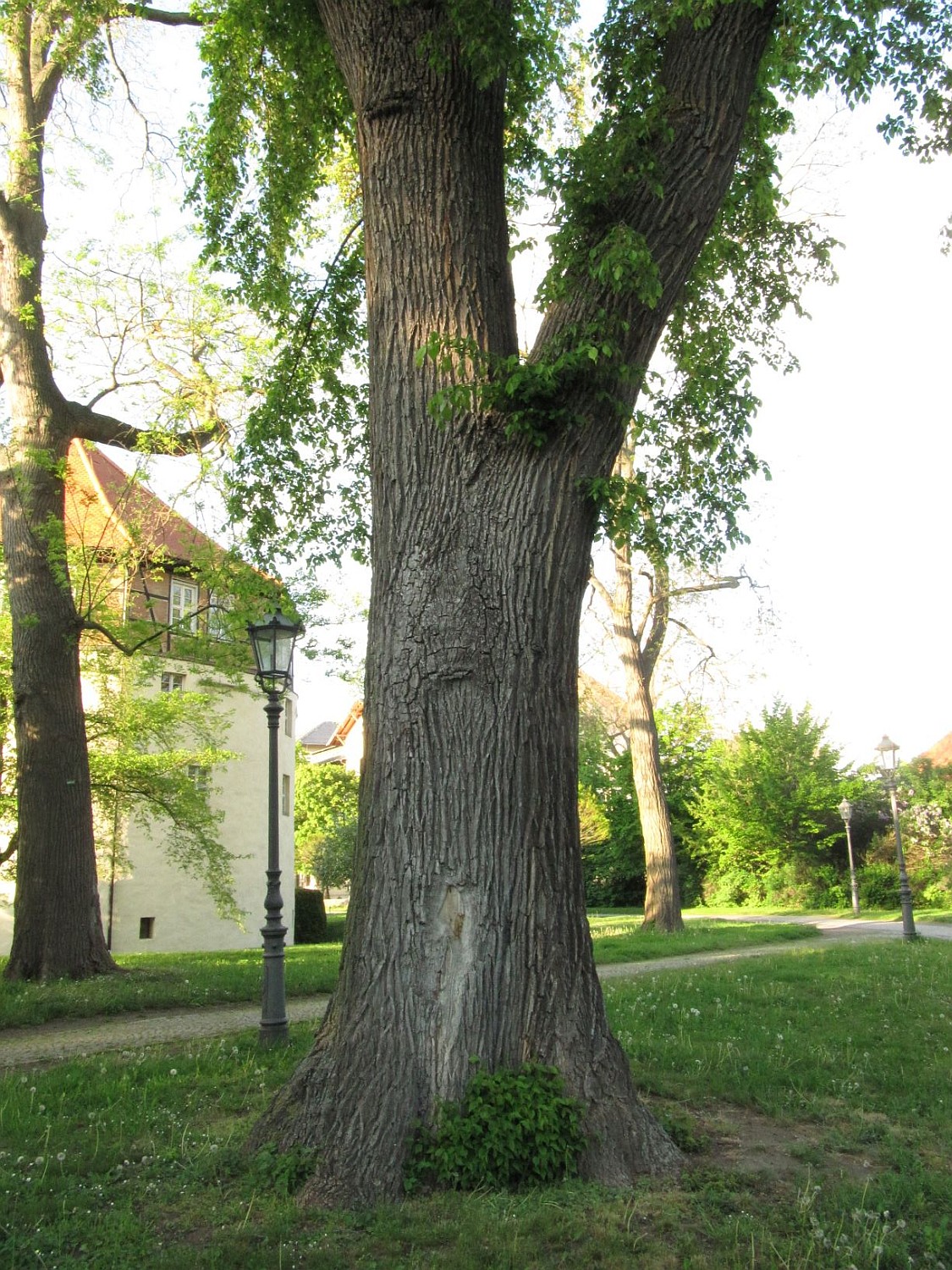 Ulmus × hollandica - Aschersleben - 2021