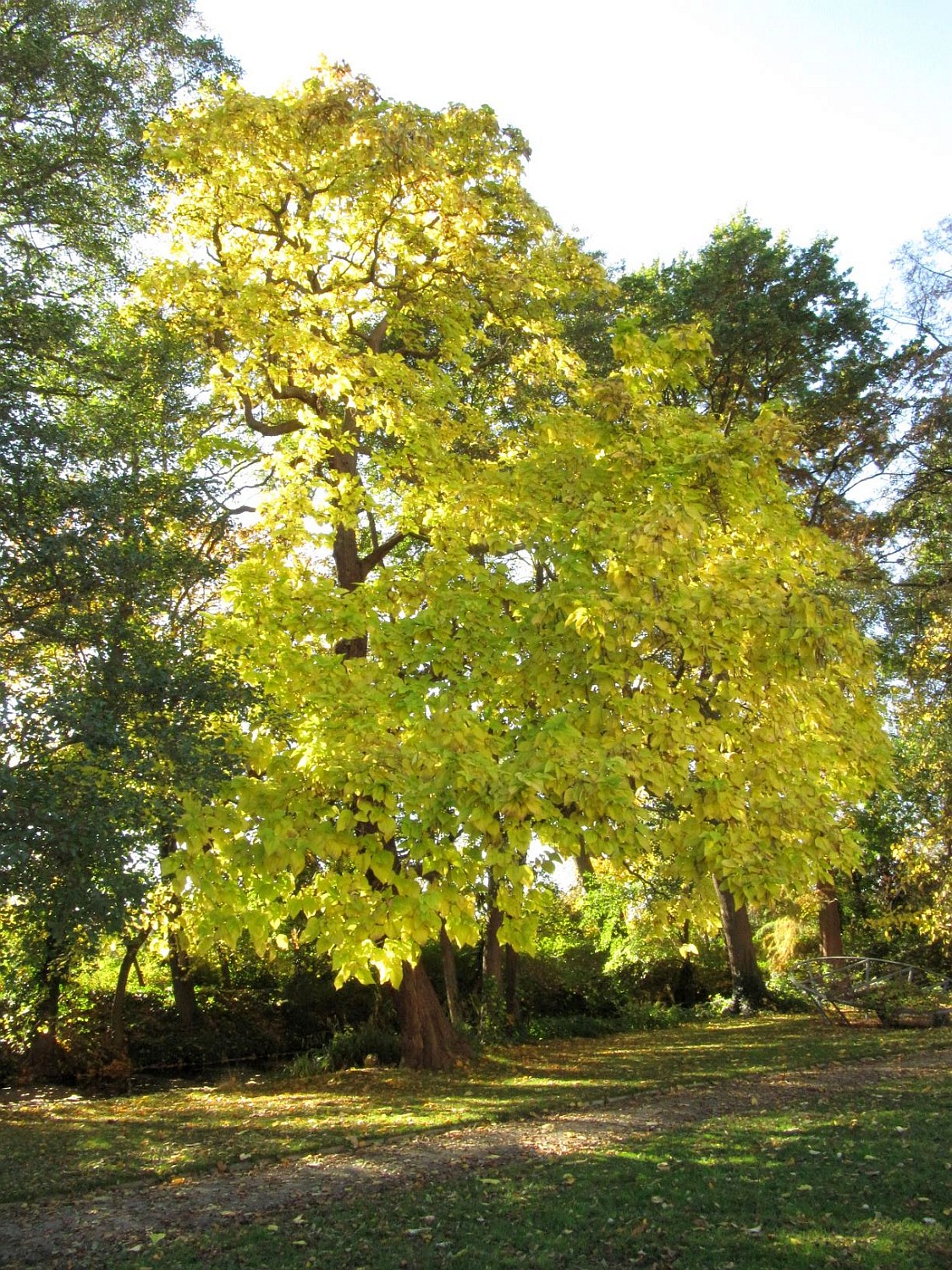 Catalpa speciosa