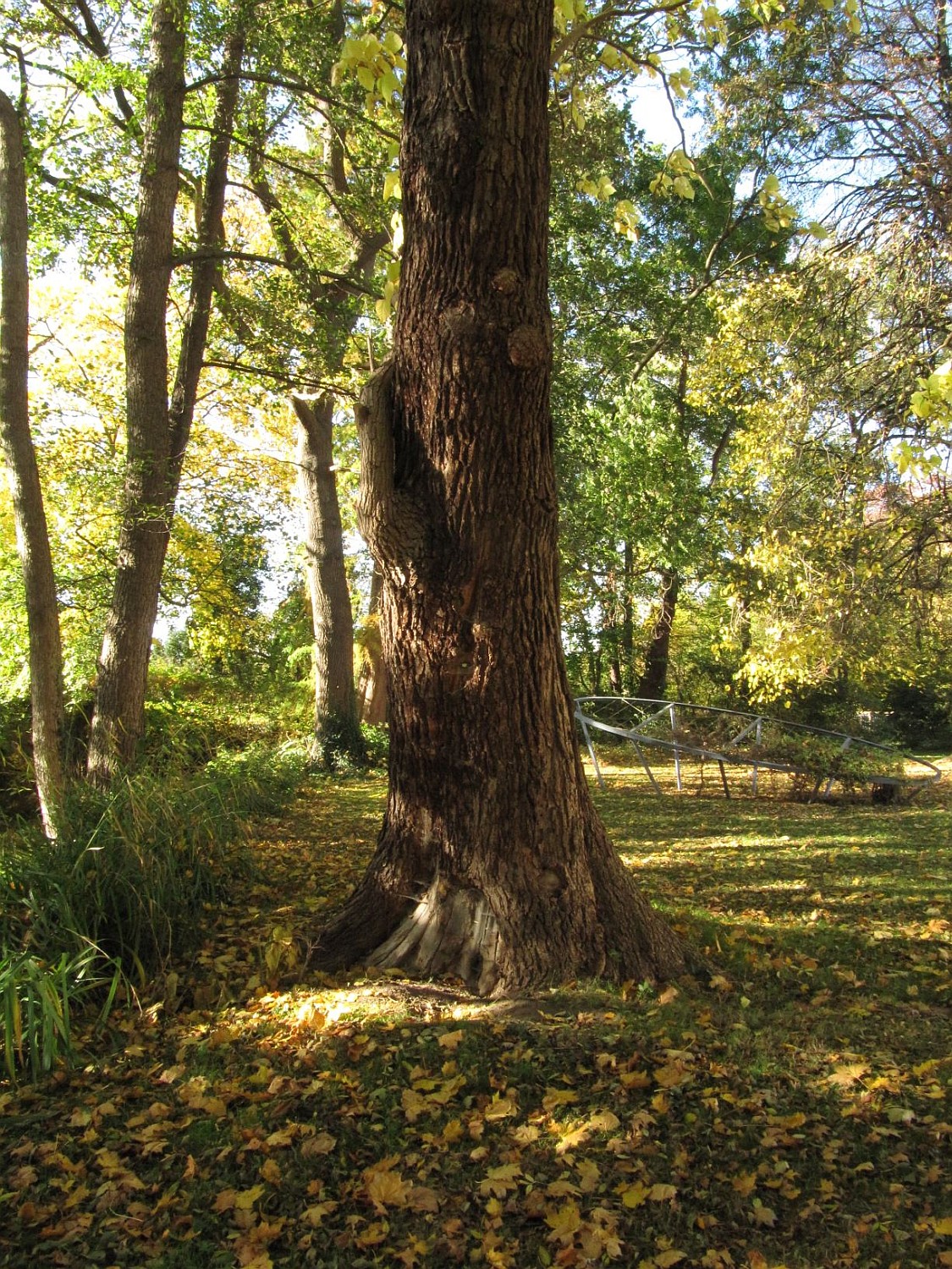 Catalpa speciosa - Hannover, Georgengarten - 2021