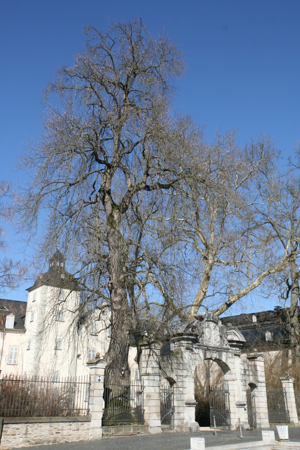 Liriodendron tulipifera - Nassau - 2022