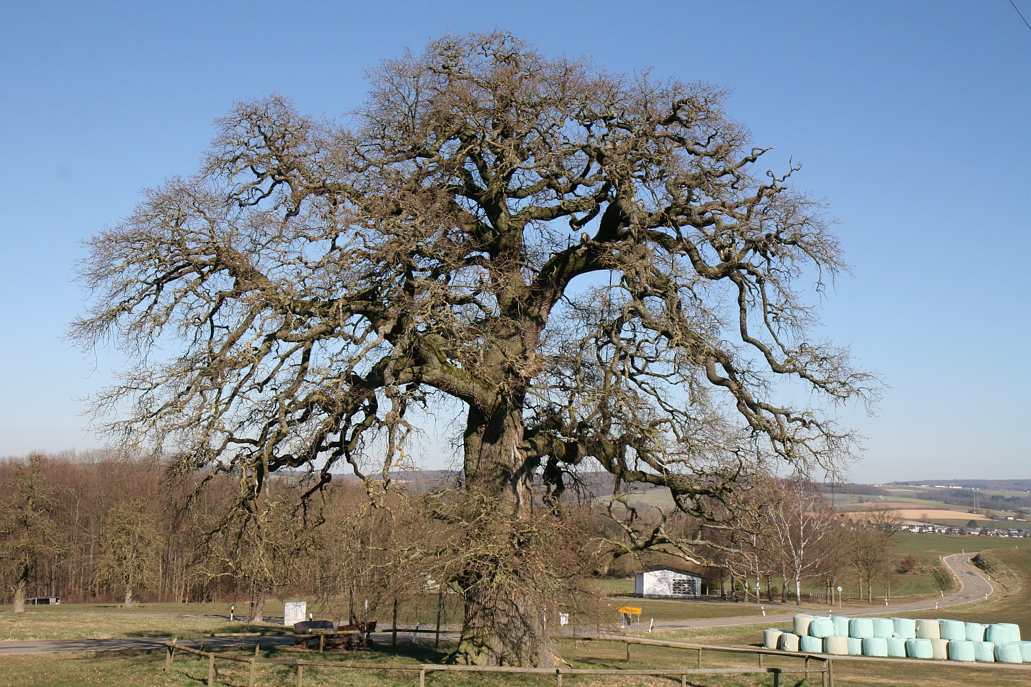Quercus robur - Endlichhofen, Schöne Eiche - 2022