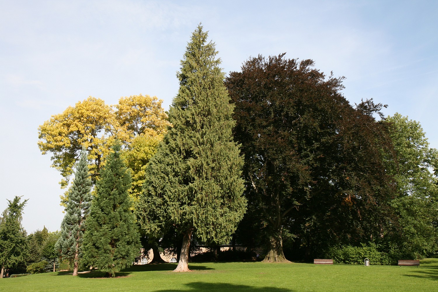 'Aurea' excelsior Fraxinus
