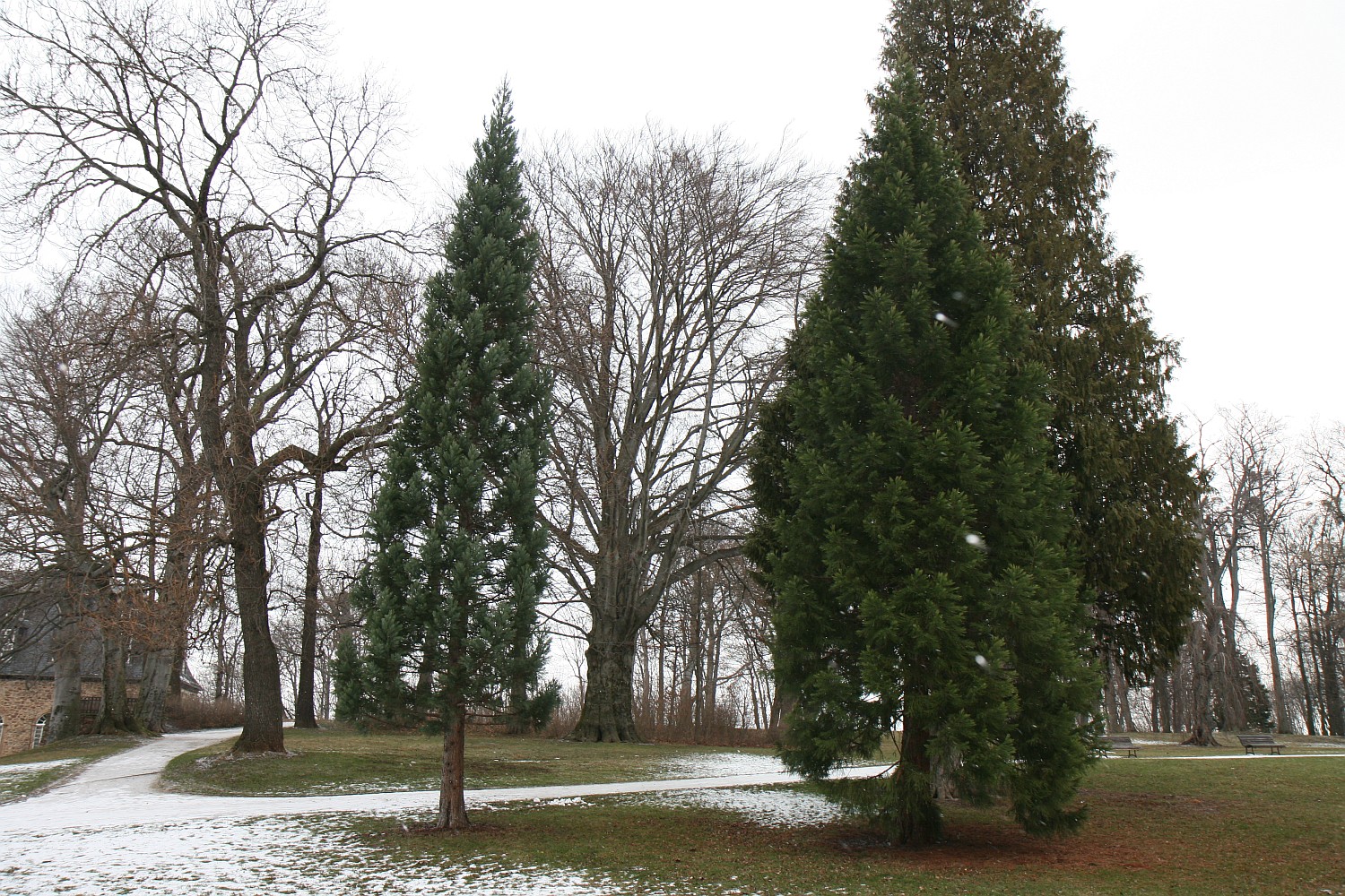 Fraxinus excelsior 'Aurea' - Wernigerode - 2010