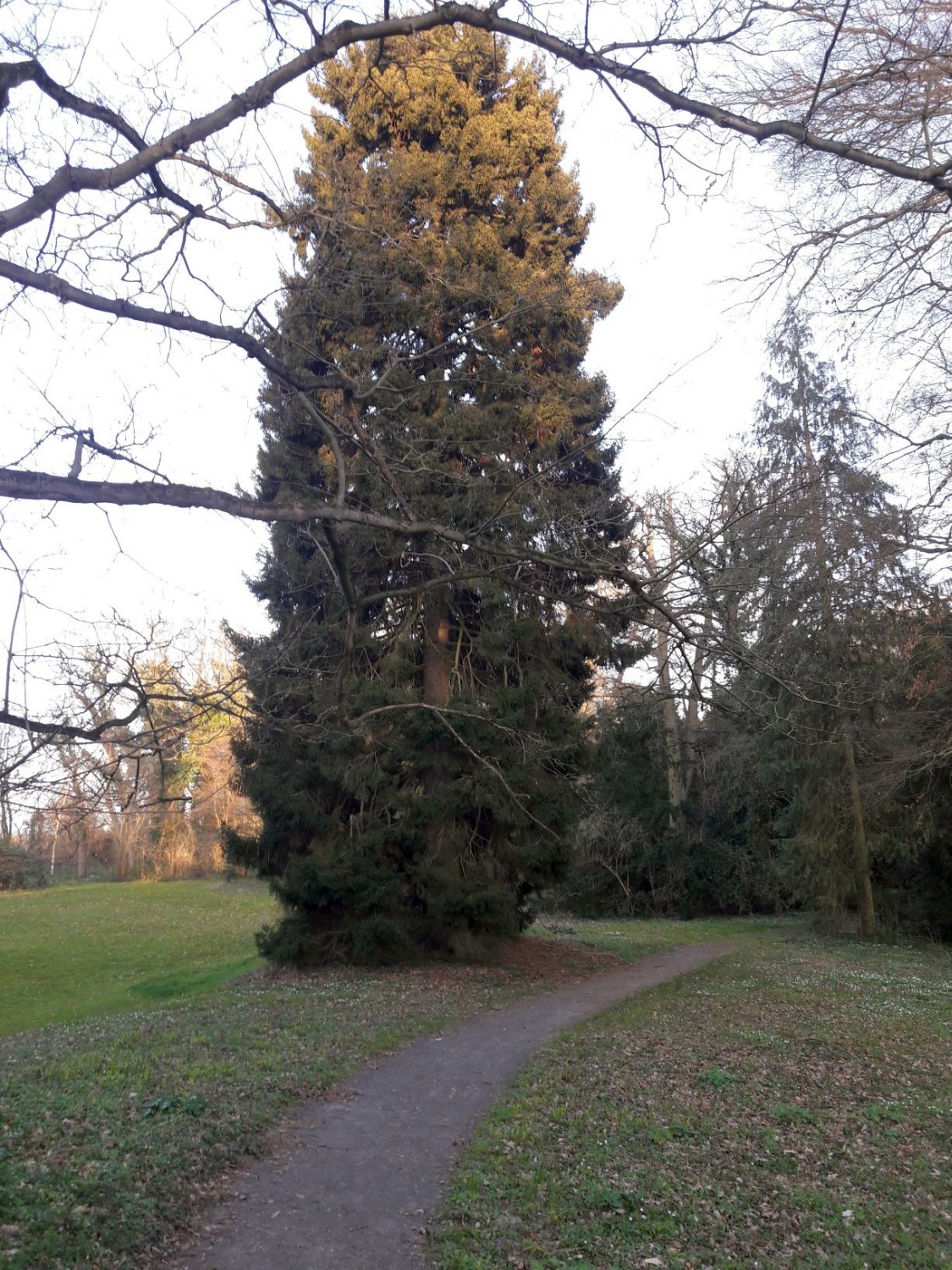 orientalis Picea