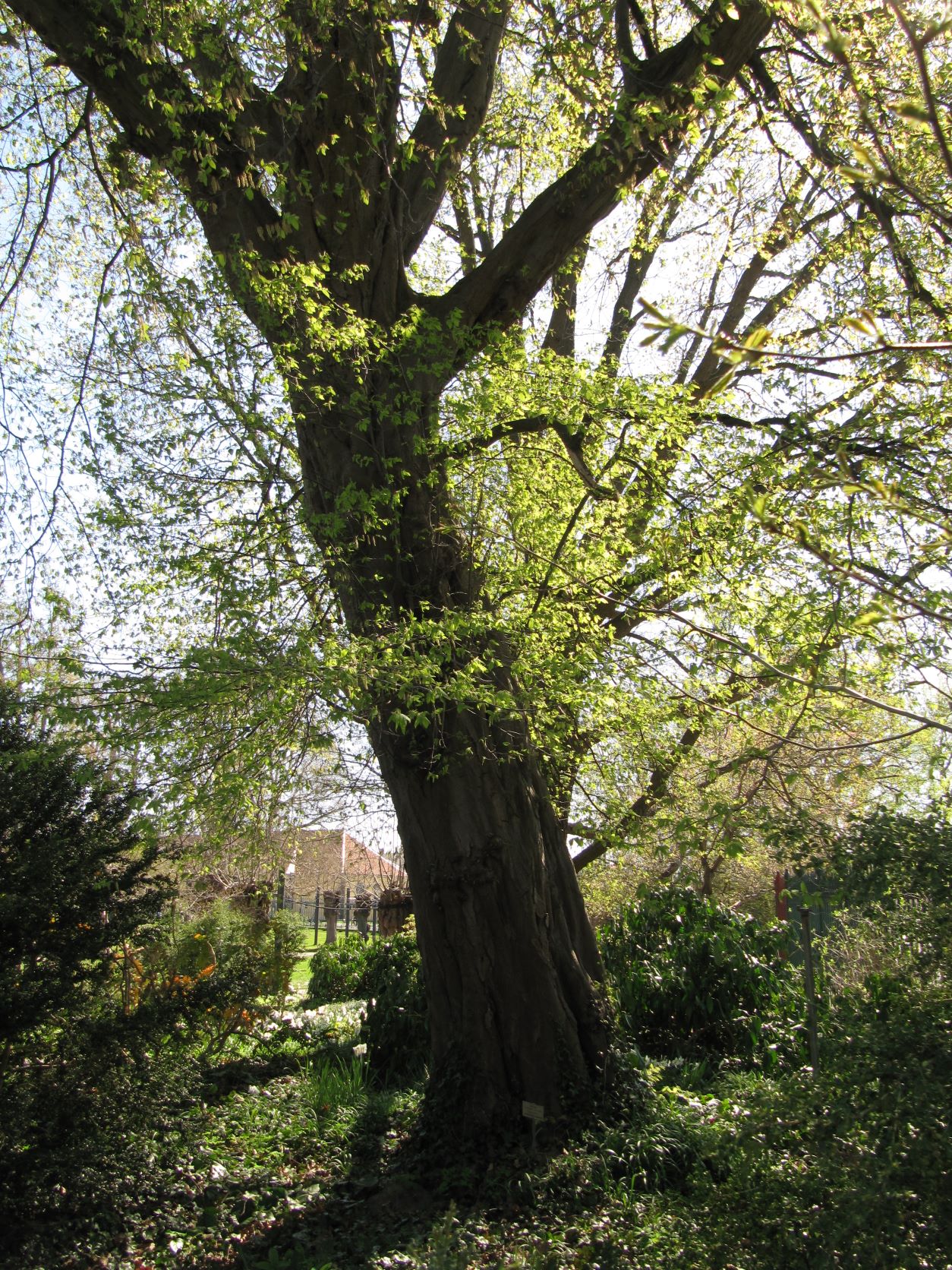 'Quercifolia' betulus Carpinus