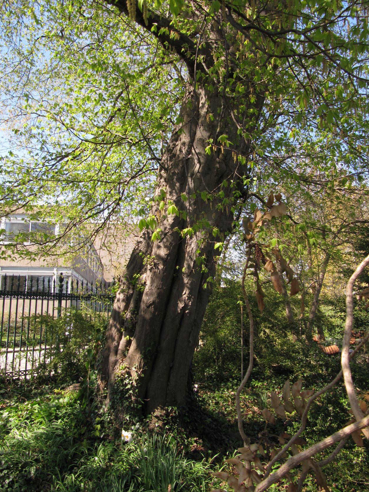 Carpinus betulus 'Quercifolia' - Berggarten Hannover - April 2022