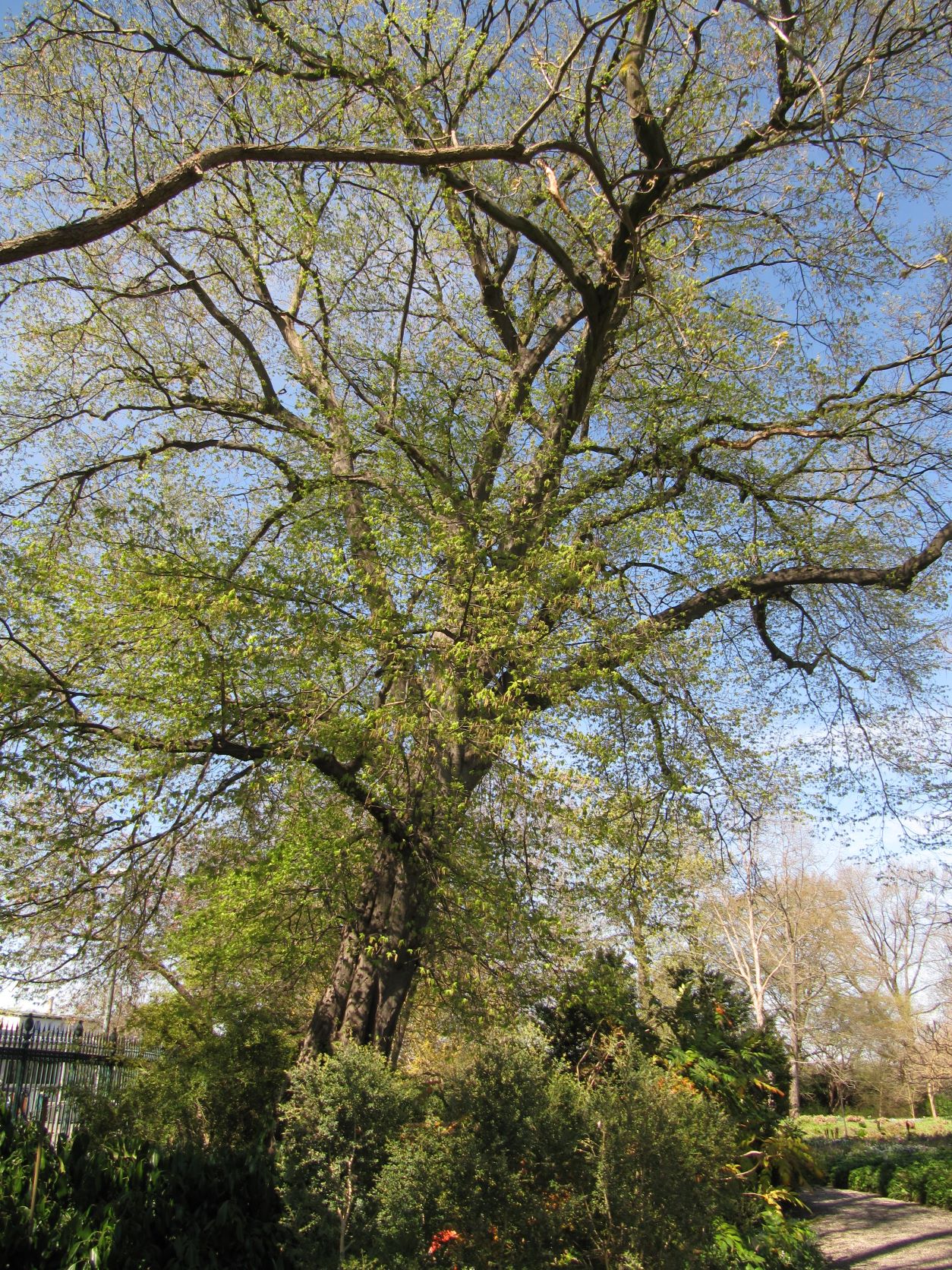 Carpinus betulus 'Quercifolia' - Berggarten Hannover - April 2022