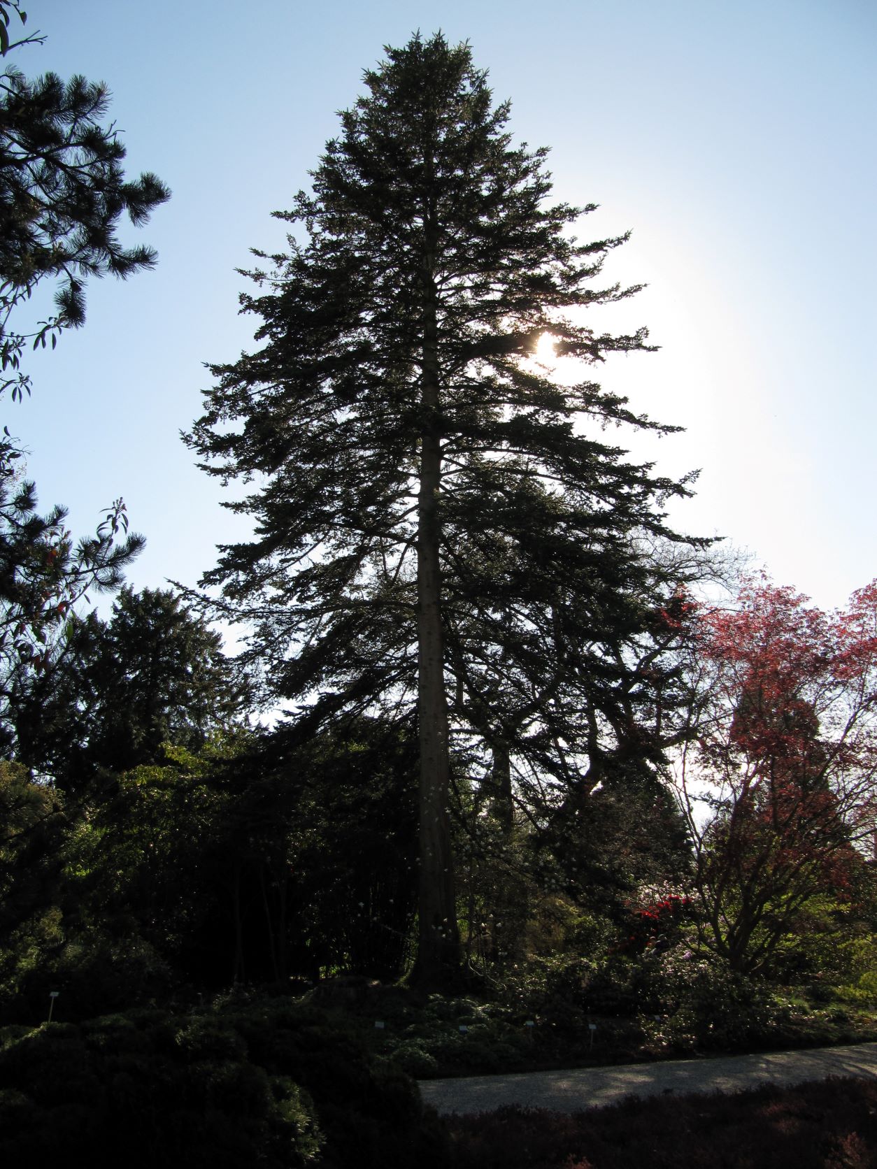 Abies homolepis