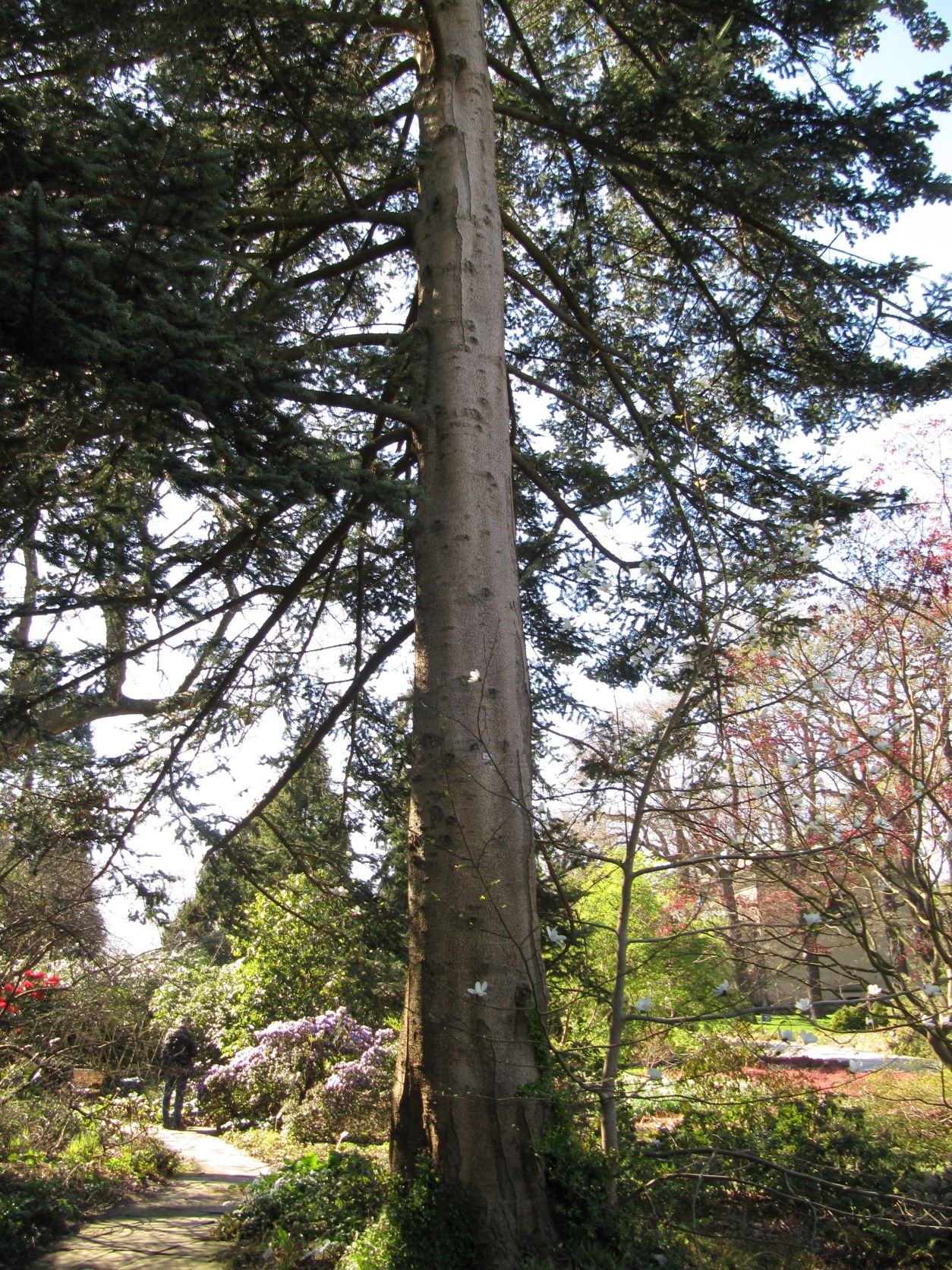 Abies homolepis - Berggarten Hannover - April 2022