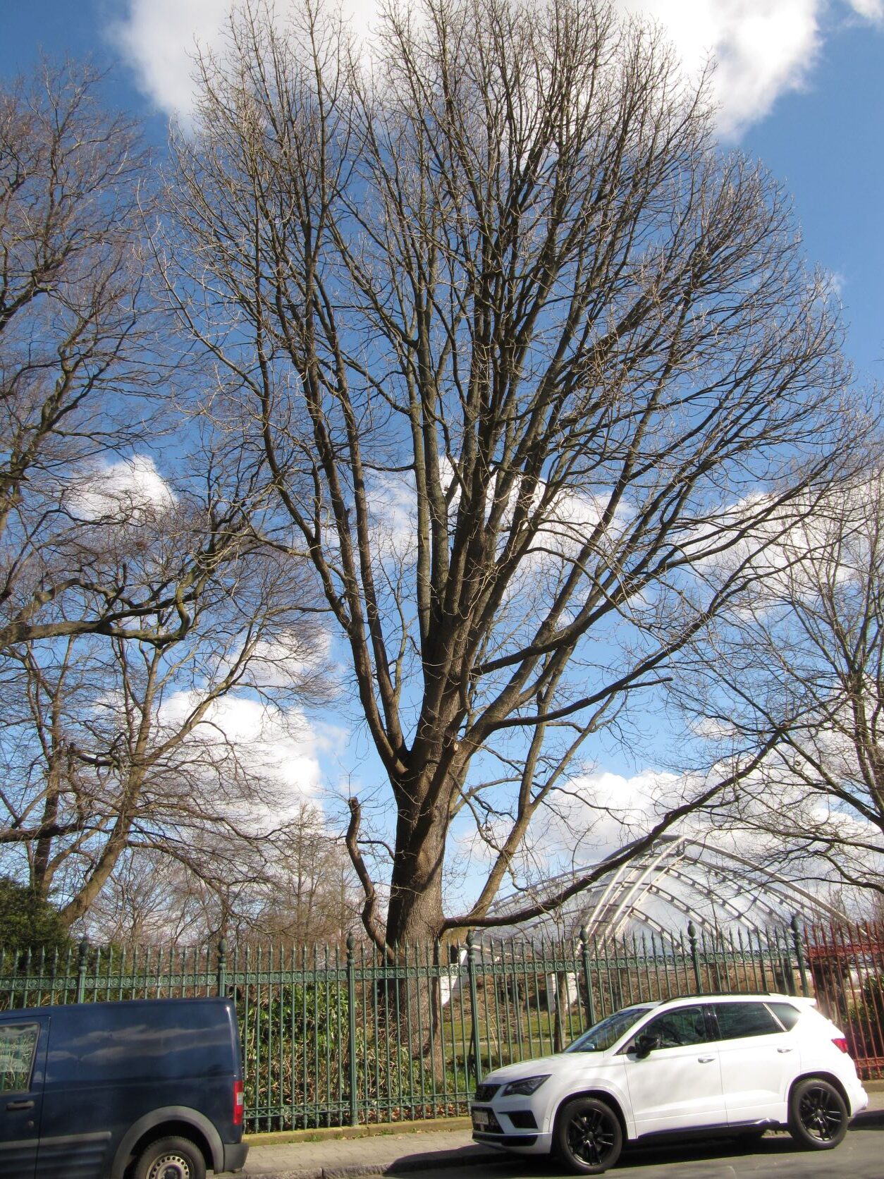 frainetto Quercus