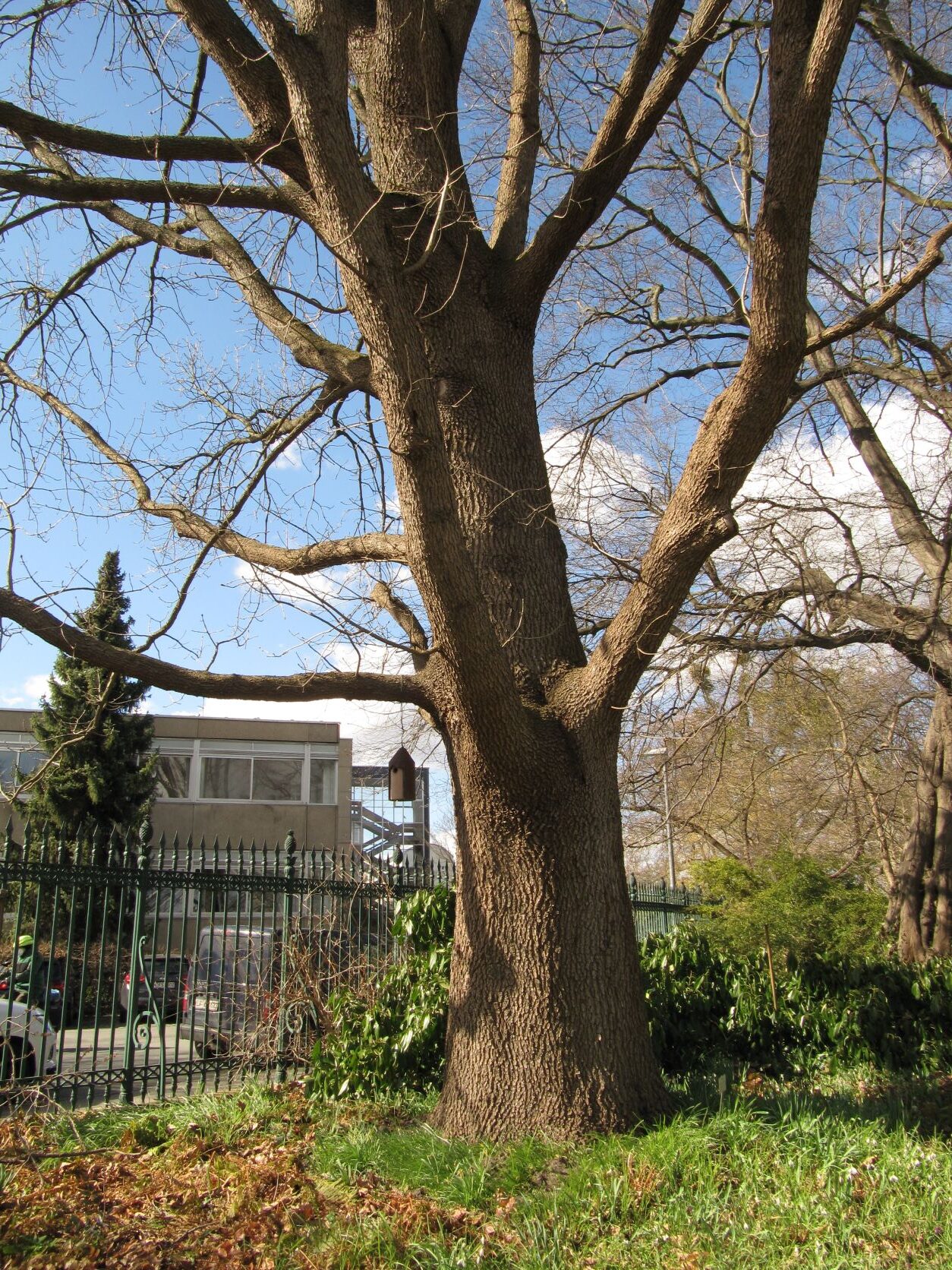 Quercus frainetto - Berggarten Hannover - März 2022