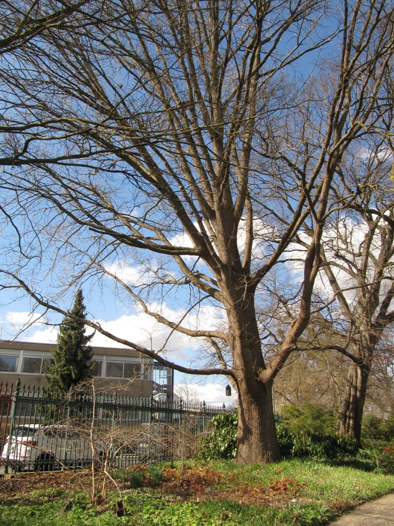 Quercus frainetto - Berggarten Hannover - März 2022