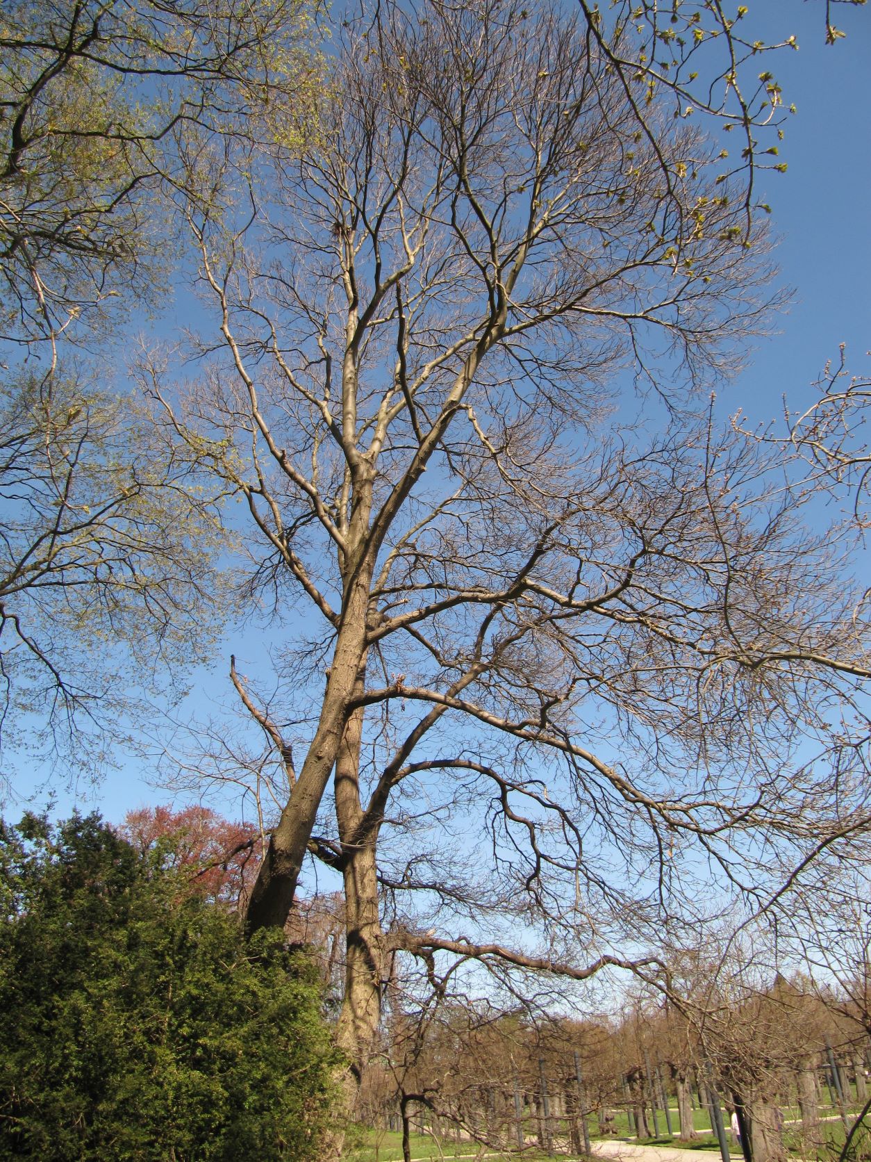 'Asplenifolia' Castanea sativa