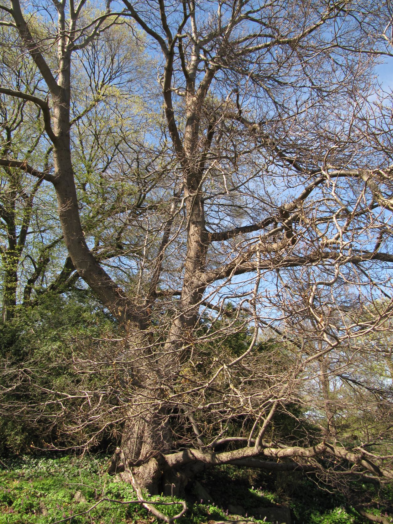 Castanea sativa 'Asplenifolia' - Berggarten Hannover - April 2022