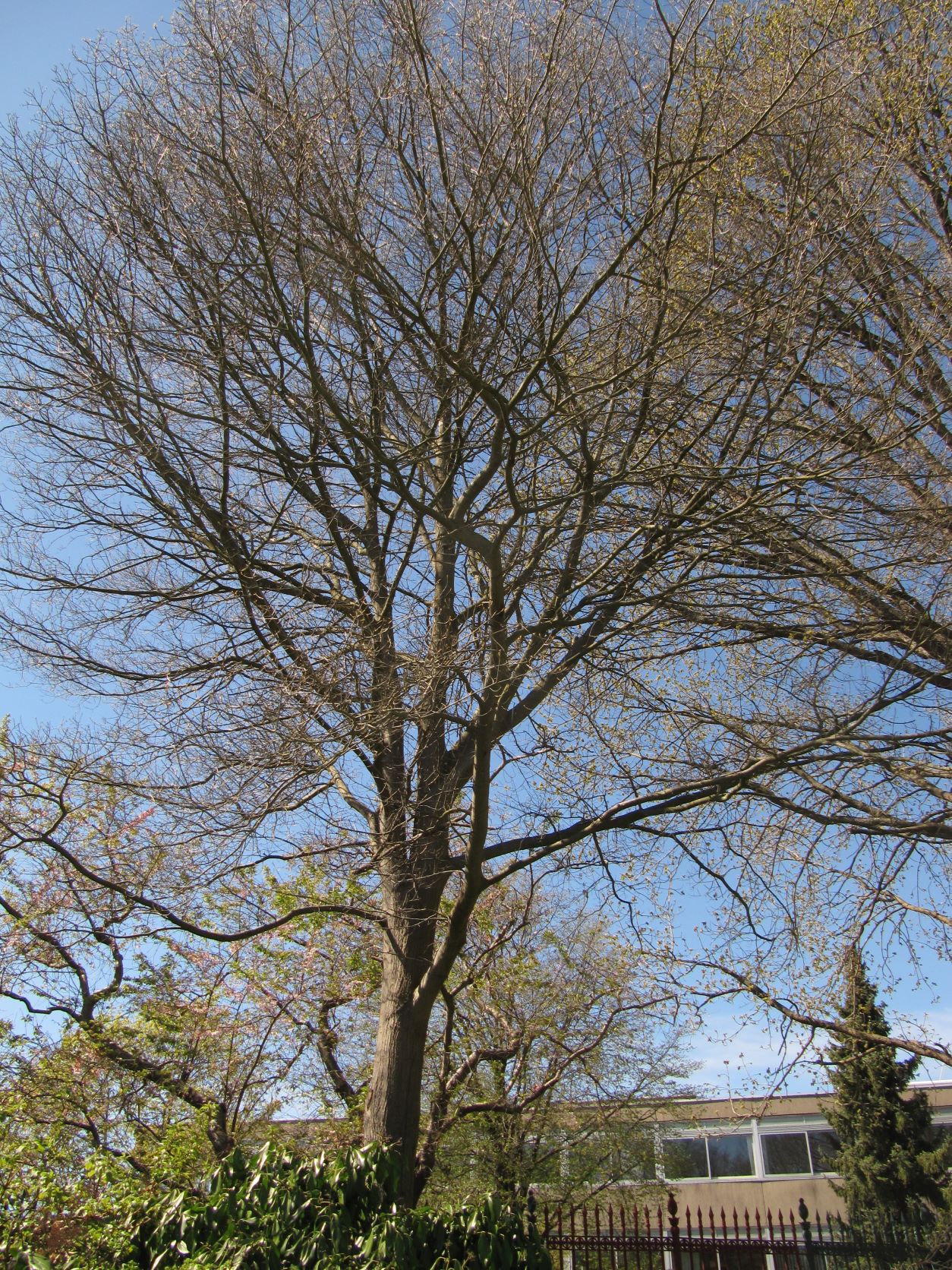phellos Quercus