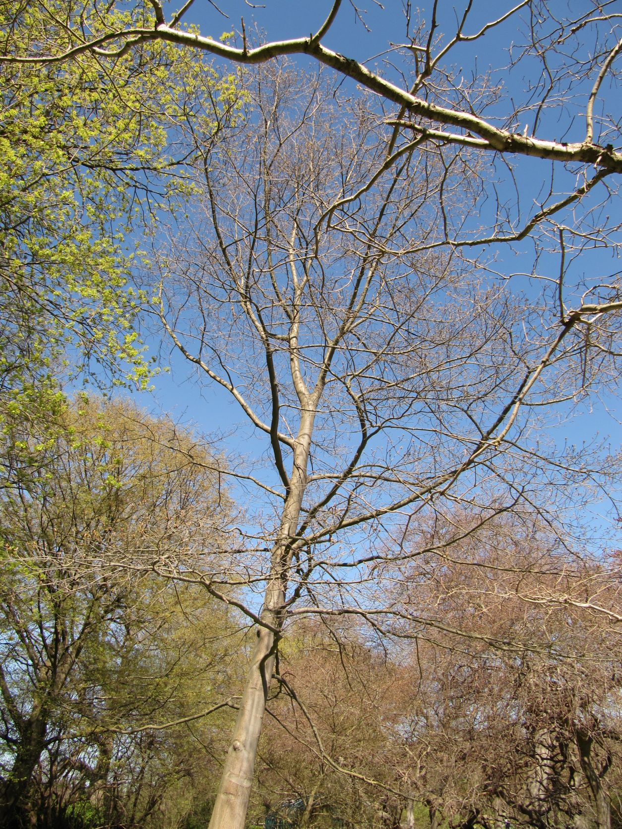 Quercus × leana - Berggarten Hannover - April 2022