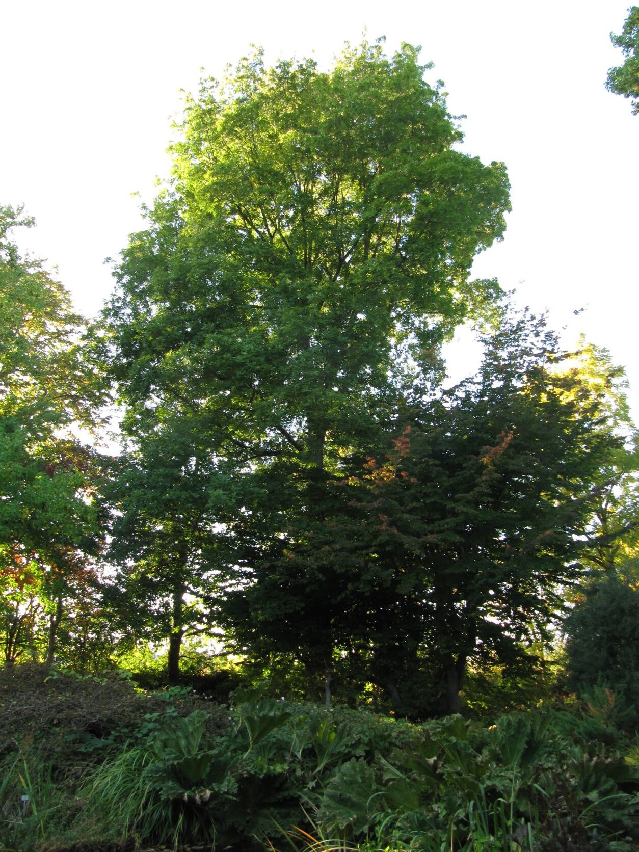 Carya cordiformis