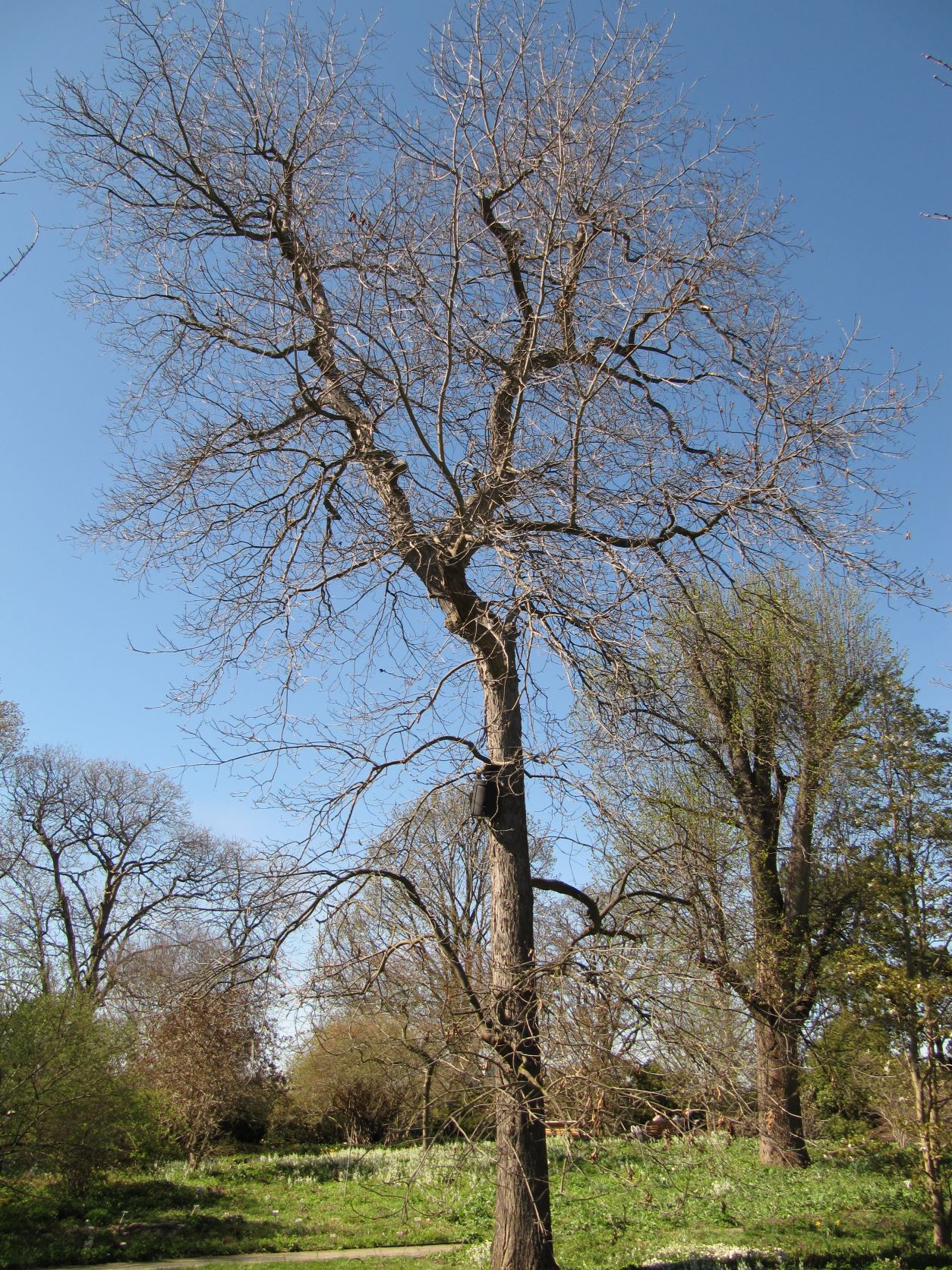 Carya ovata