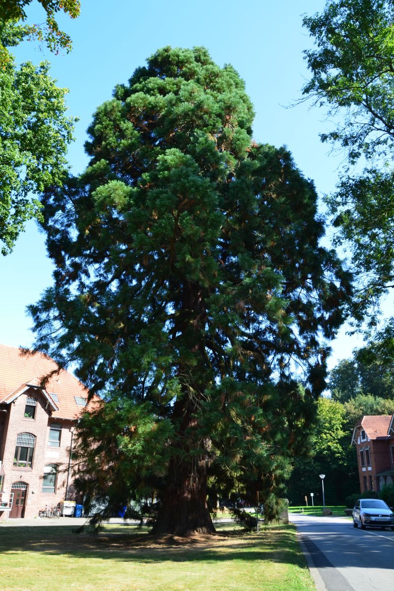 Sequoiadendron giganteum - Viersen - 2020