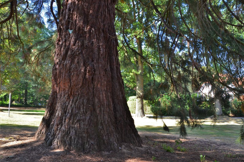 Sequoiadendron giganteum - Viersen - 2020
