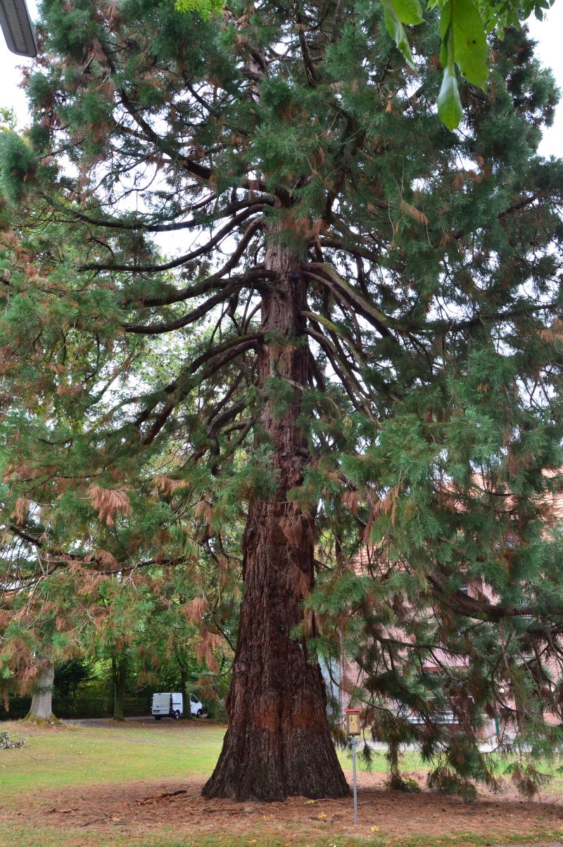 Sequoiadendron giganteum - Viersen - 2020