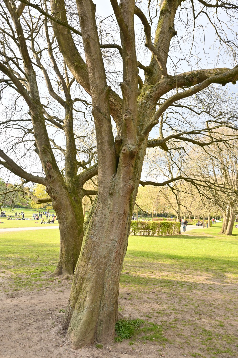 Sorbus intermedia - Kiel, Schrevenpark - 2022