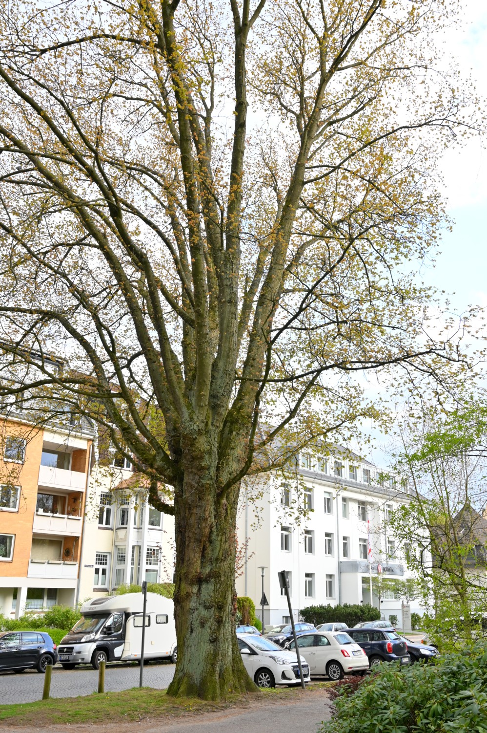 Acer saccharinum