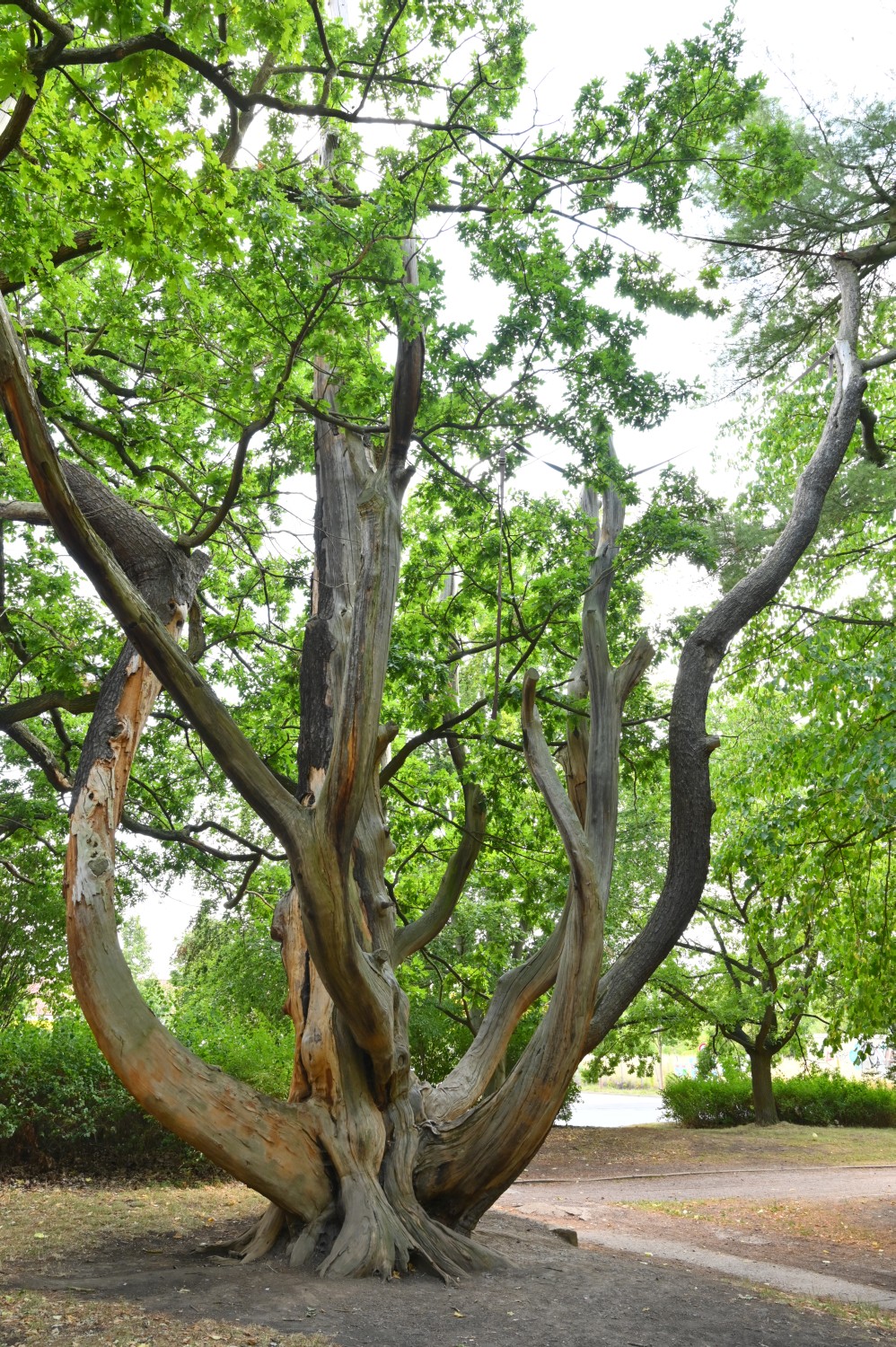 Pinus strobus