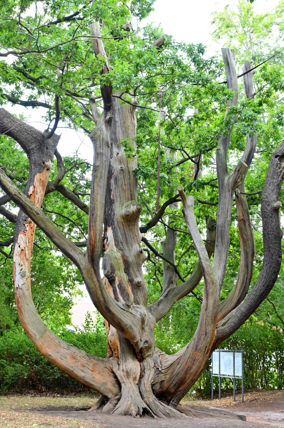 Pinus strobus - Schlosspark Gotha - 2022