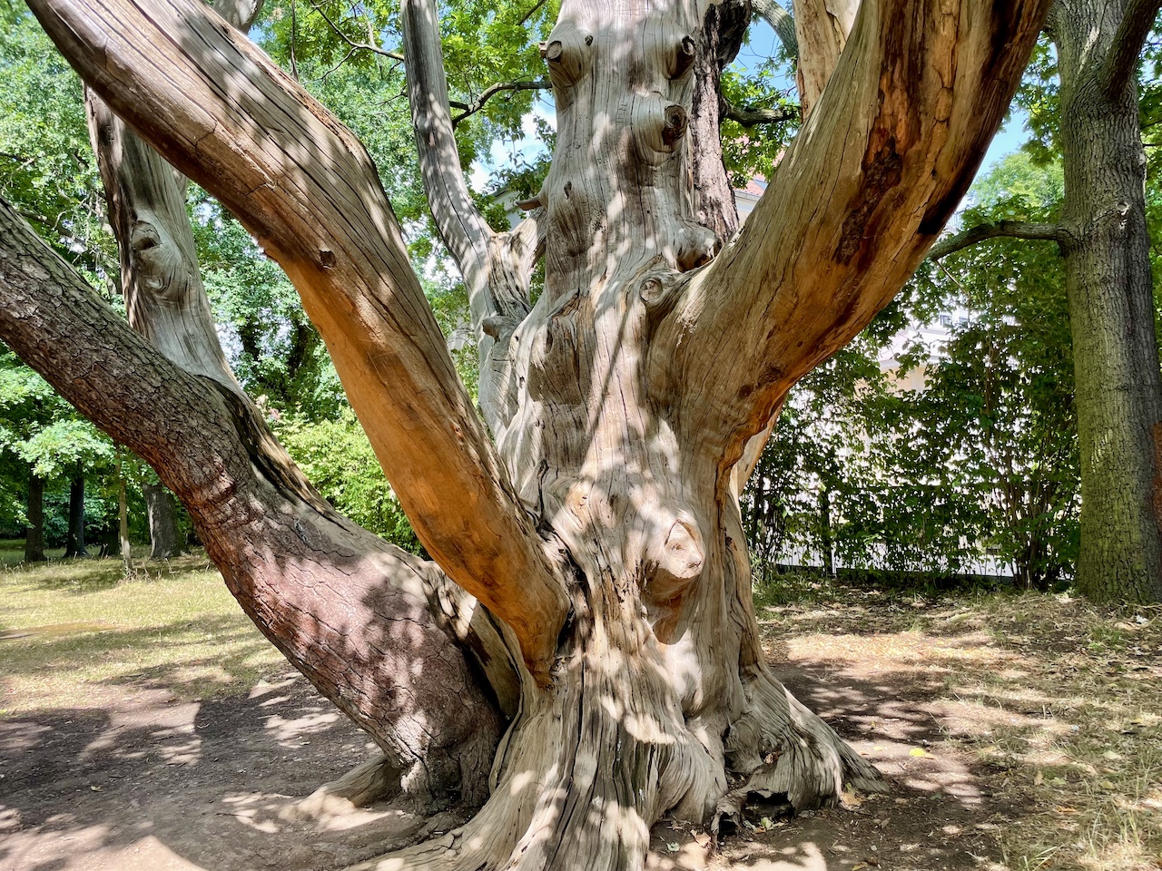 Pinus strobus, links Stämmling mit Restleben - Schlosspark Gotha - Juli 2022