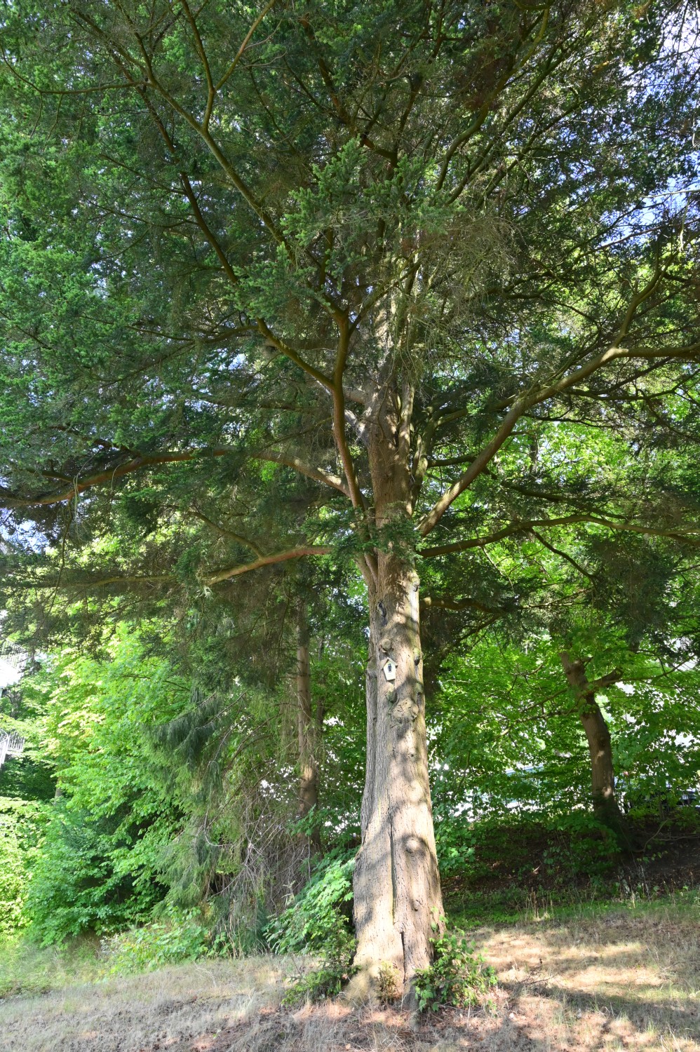 diversifolia Tsuga