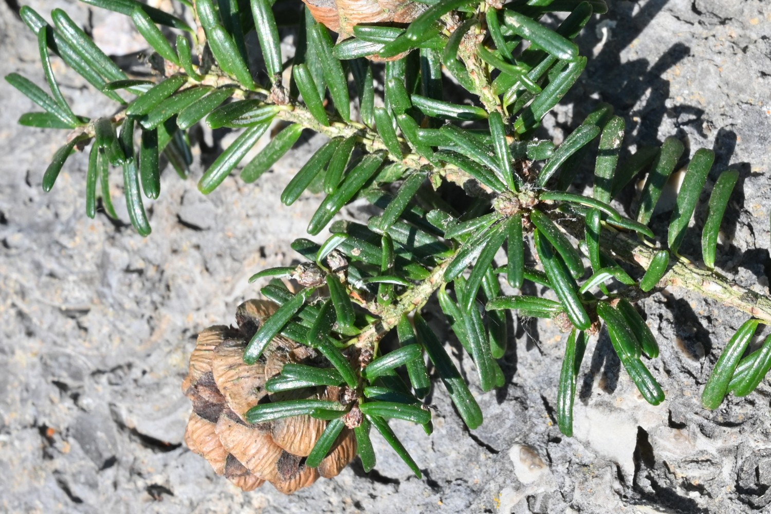Tsuga diversifolia - Friedrichroda, Dialysestation - 2022