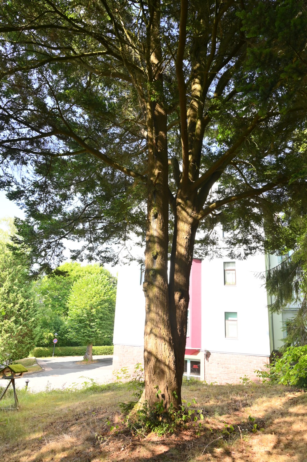Tsuga diversifolia - Friedrichroda, Dialysestation - 2022