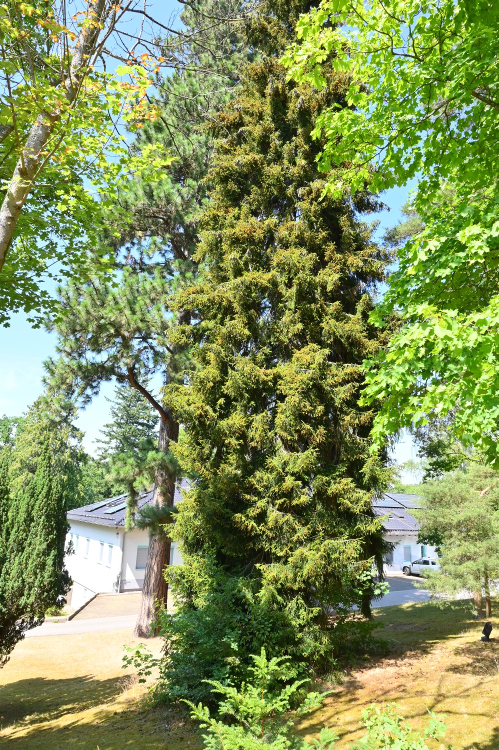 orientalis Picea