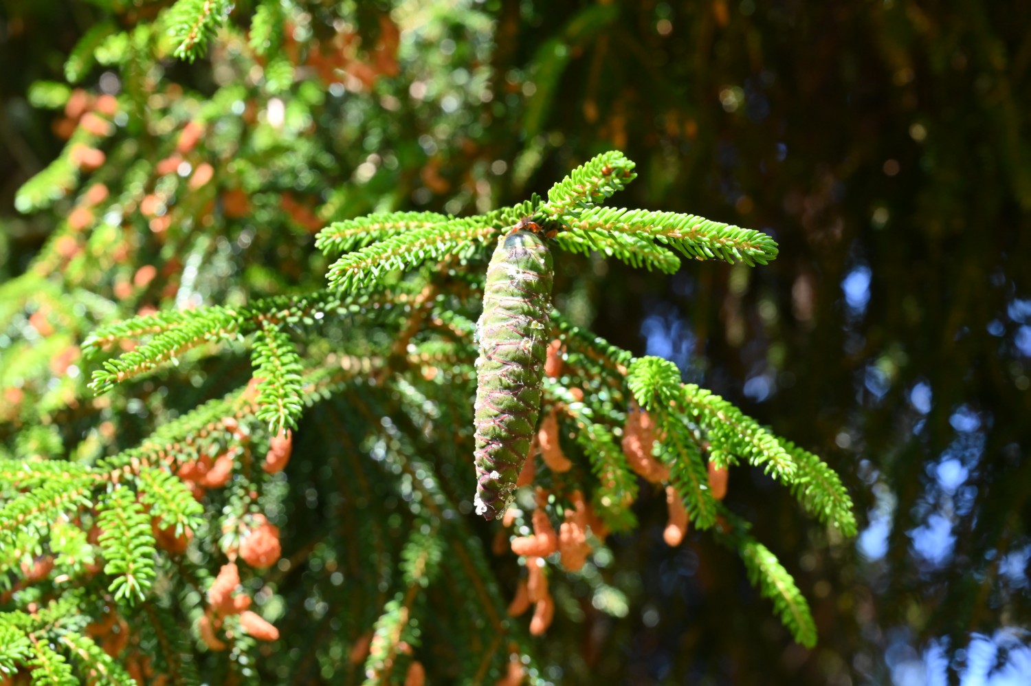 Picea orientalis - Friedrichroda, Dialysestation - 2022