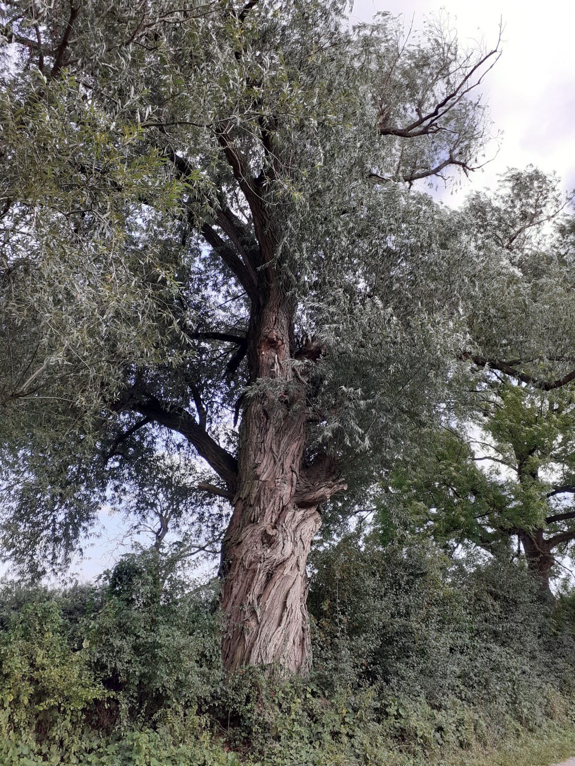 Salix alba - Luthe - 2020