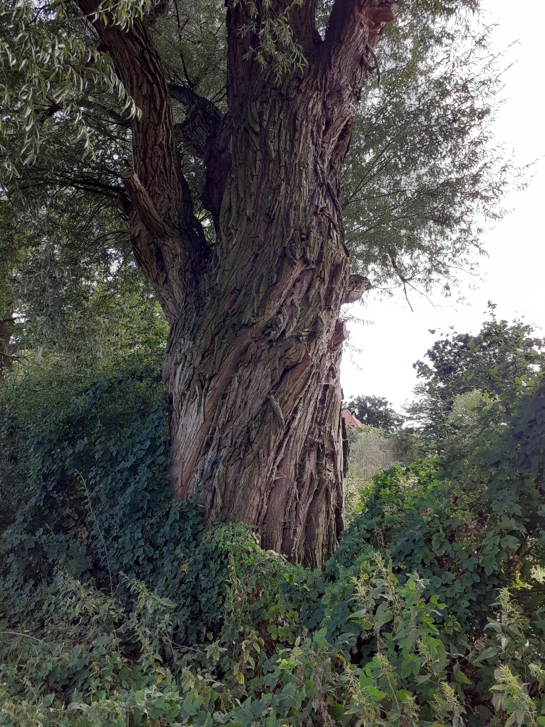 Salix alba - Luthe - 2020