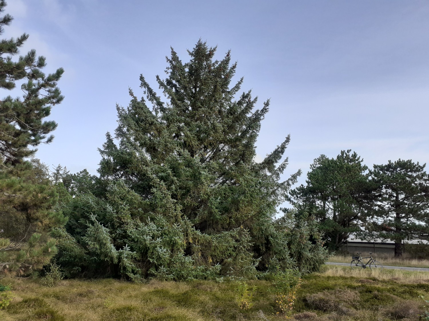 Picea sitchensis - Süddorf (Amrum) - 2021