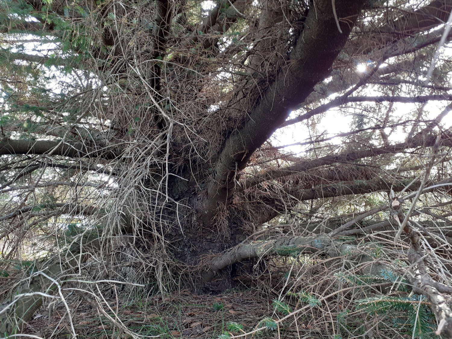 Picea sitchensis - Süddorf (Amrum) - 2021