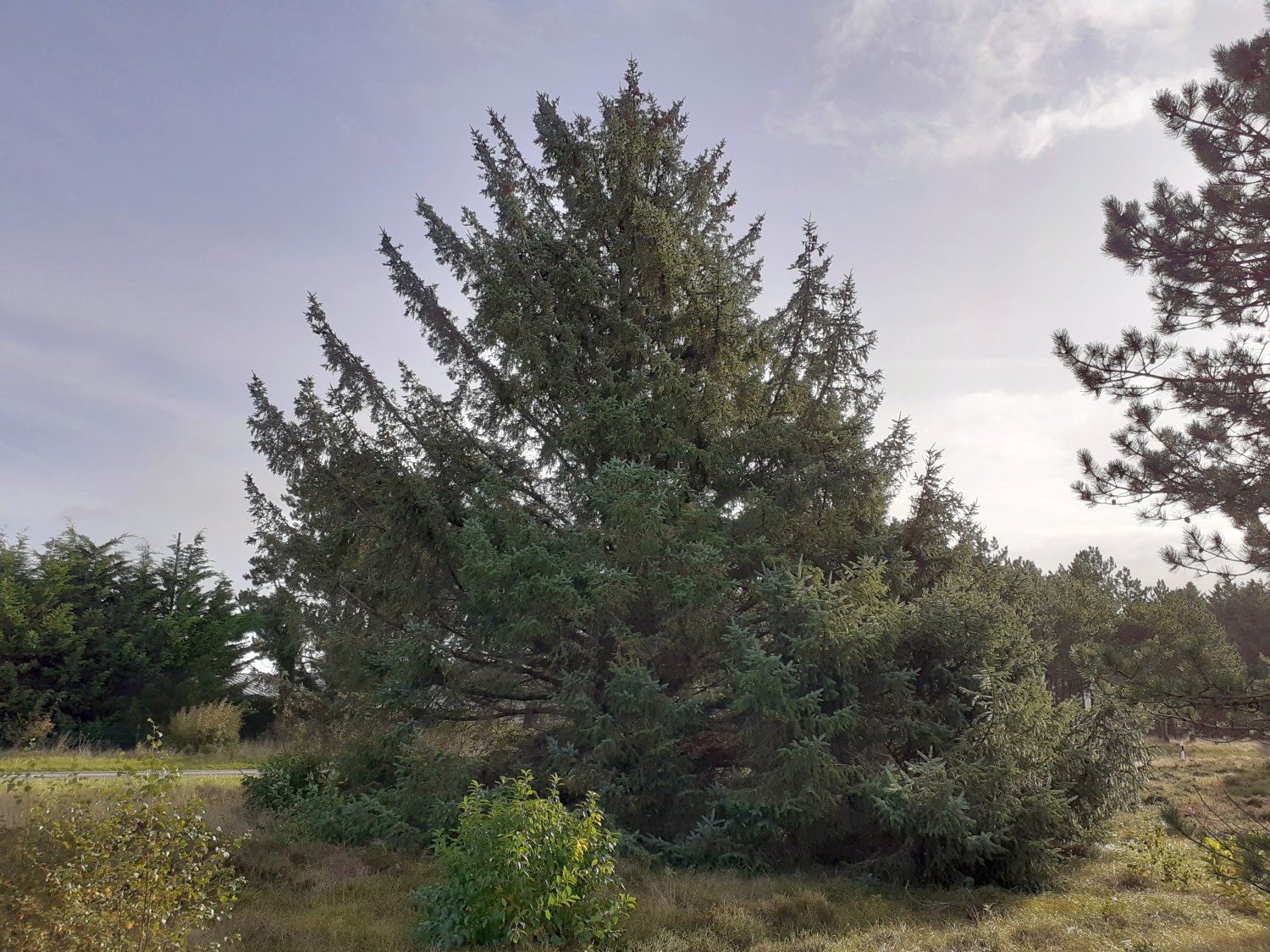 Picea sitchensis - Süddorf (Amrum) - 2021