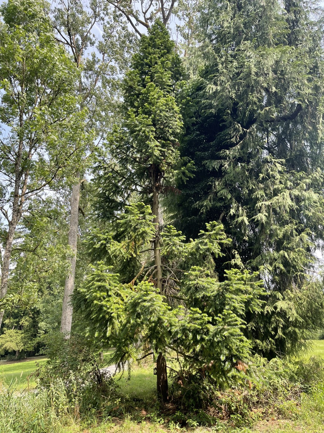 Cunninghamia lanceolata