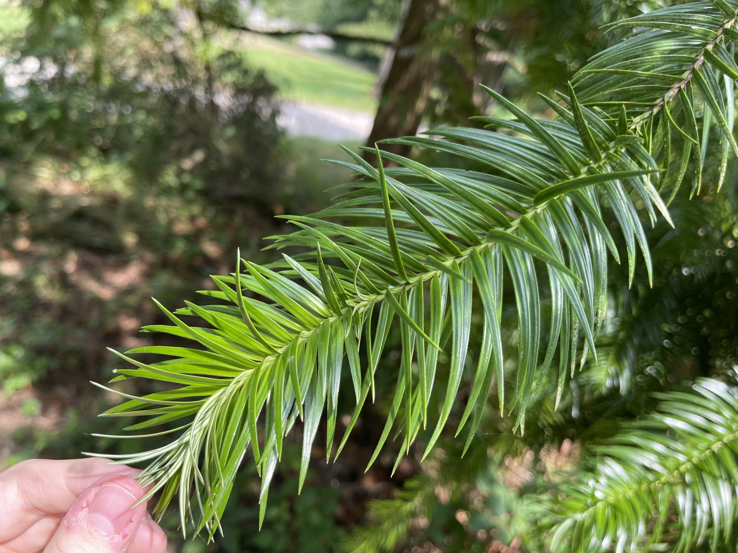 Cunninghamia lanceolata - Oberthalhausen - 2022