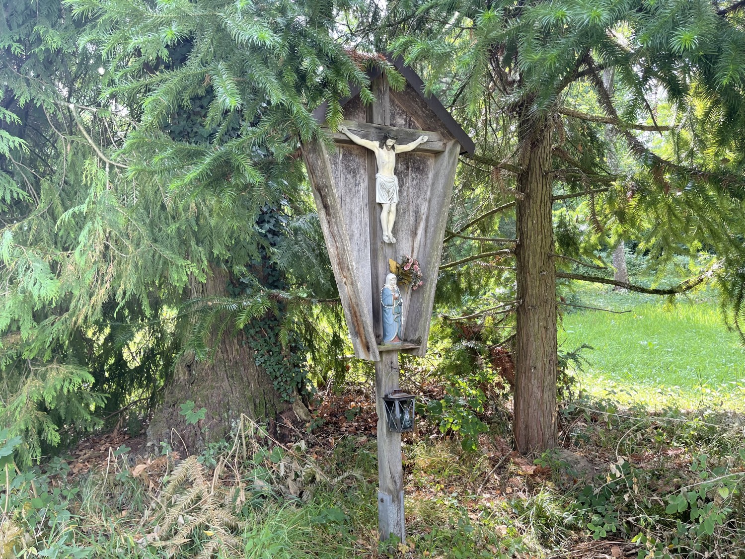 Cunninghamia lanceolata - Oberthalhausen - 2022