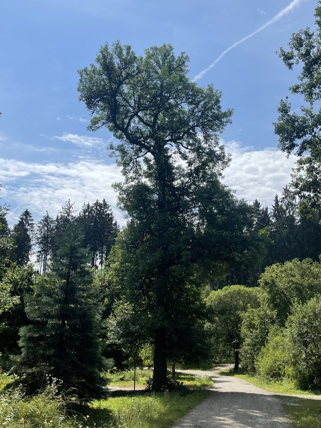 Fraxinus pennsylvanica