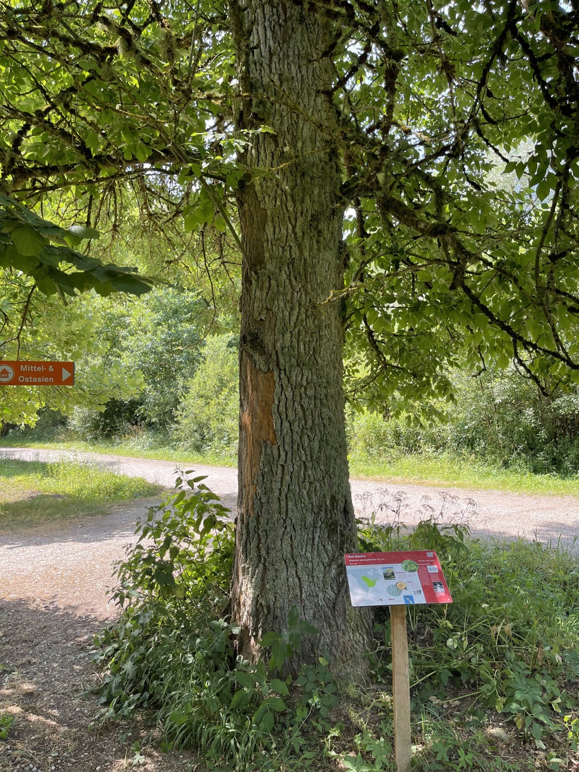 Fraxinus pennsylvanica - Oberthalhausen - 2022